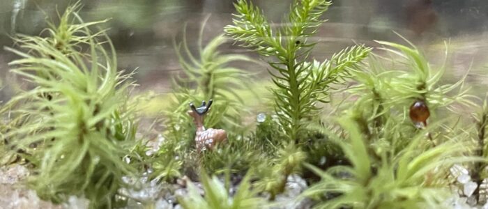 苔テラリウム｜Moss Terrarium